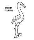 Coloring book, Greater Flamingo