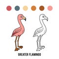 Coloring book, Greater Flamingo