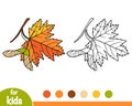 Coloring book, Maple leaf Royalty Free Stock Photo