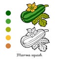 Coloring book, Marrow squash Royalty Free Stock Photo