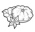 Coloring book, Pattypan squash