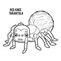 Coloring book, Red Knee Tarantula