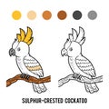 Coloring book, Sulphur-crested cockatoo