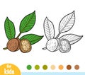 Coloring book, Walnut branch