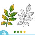 Coloring book, Walnut branch