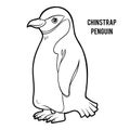 Coloring book, Chinstrap penguin