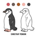 Coloring book, Chinstrap penguin