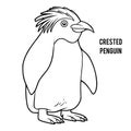 Coloring book, Crested penguin