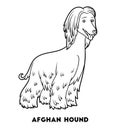 Coloring book, Dog breeds: Afghan hound