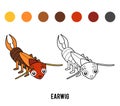 Coloring book, Earwig