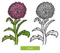 Coloring book, flower Aster