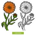 Coloring book, flower Calendula Royalty Free Stock Photo