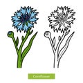 Coloring book, flower Cornflower