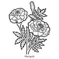 Coloring book, flower Marigold