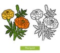 Coloring book, flower Marigold