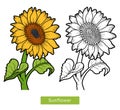 Coloring book, flower Sunflower