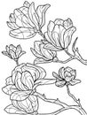 Coloring book flowers isolated, magnolia. Black stroke, white background.