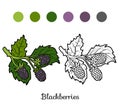 Coloring book: fruits and vegetables (blackberries)