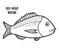 Coloring book, Gilt-head bream