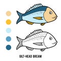 Coloring book, Gilt-head bream