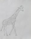 Coloring Book Of Giraffe