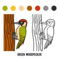 Coloring book, Green woodpecker