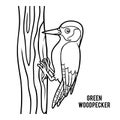 Coloring book, Green woodpecker Royalty Free Stock Photo