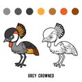 Coloring book, Grey crowned crane Royalty Free Stock Photo