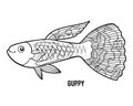 Coloring book, Guppy