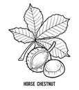 Coloring book, Horse Chestnut