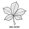 Coloring book, Horse Chestnut leaf