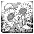 Coloring book illustration sunflowers kawaii coloring page