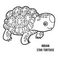 Coloring book, Indian star tortoise Royalty Free Stock Photo