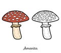 Coloring book. Inedible mushrooms, amanita Royalty Free Stock Photo