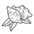 Coloring book for kids, Jerusalem artichoke