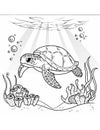 coloring book for kids sea turtle swimming in water Royalty Free Stock Photo