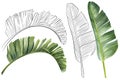 Coloring book, Leaf of banana palms on a white background.