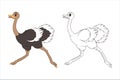 Coloring book: Long-legged cute ostrich running forward, page for children. Vector,cartoon,page