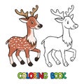 Coloring book of lttle funny young deer or fawn