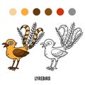 Coloring book, Lyrebird