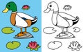Coloring book mallard Royalty Free Stock Photo