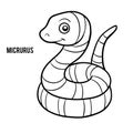 Coloring book, Micrurus