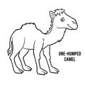 Coloring book, One-humped camel