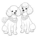 Cute Poodles coloring book page on white background.