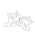 Coloring Book or Page hand made Illustration of Black and White Grape Fruits