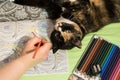 Coloring book, pencils, hand and a cat. Royalty Free Stock Photo