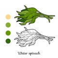 Coloring book, plant Water spinach