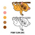 Coloring book, Pygmy slow loris