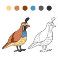 Coloring book (quail)