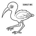 Coloring book, Scarlet ibis